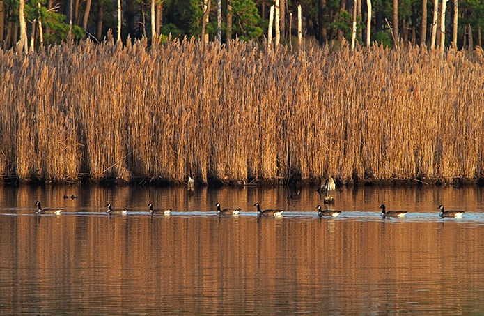 Phragmites, other invasives help fight climate change